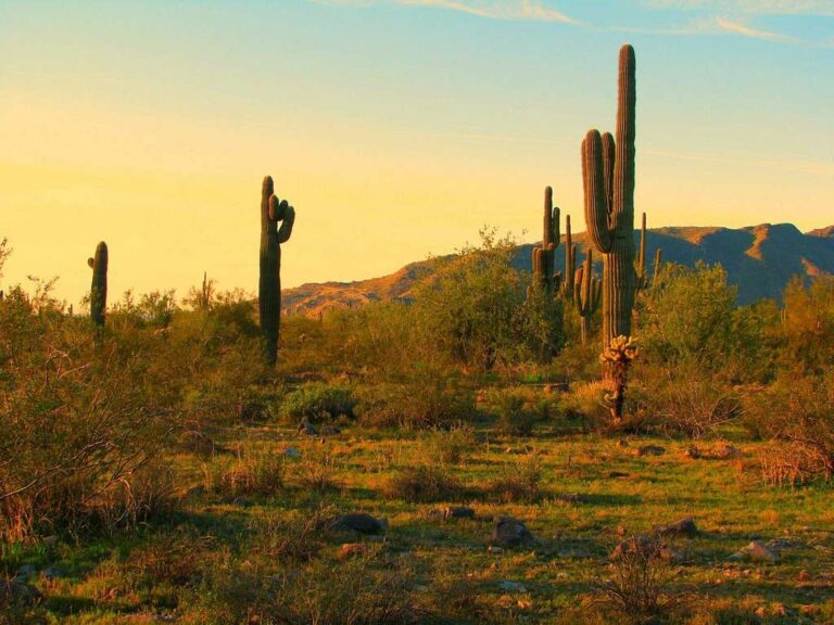 Tucson