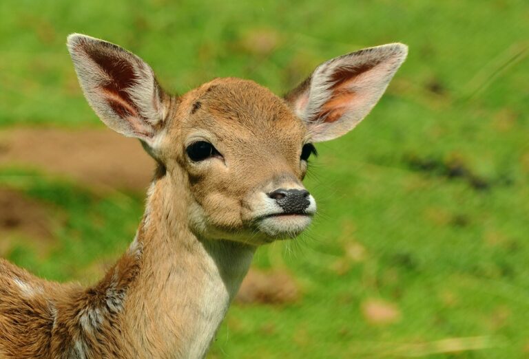 Red Deer